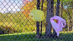 Why compostable plastics may be no better for the environment