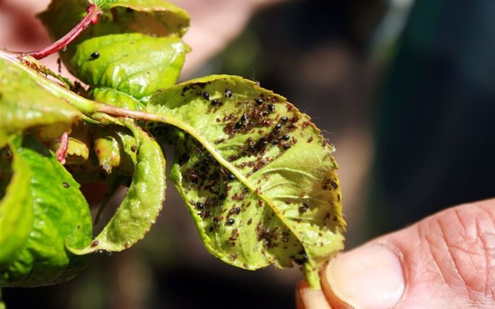 Research identifies plant disease impact on Africa's food crop