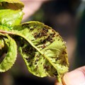Research identifies plant disease impact on Africa's food crop