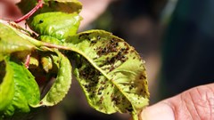 Research identifies plant disease impact on Africa's food crop