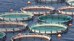 Big jump in employment in South Africa's aquaculture industry