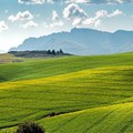 Farming innovations changing the South African agricultural landscape