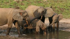 Can sound help save a dwindling elephant population? Scientists using AI think so