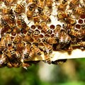 A bee economist explains honey bees' vital role in growing tasty almonds