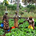 Focusing on women and youth to transform agriculture