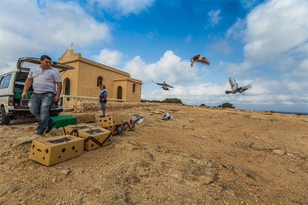 A South African's guide to moving to and making it in Malta: Birds do it, bees do it