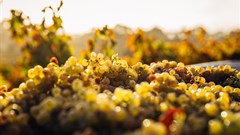 Applications open for SA Wine Industry Innovation Challenge