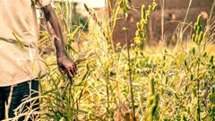 GDP shocker, and a further drop in agriculture output