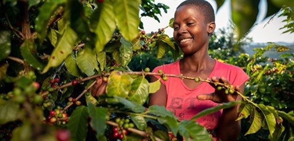 Nespresso's plans to boost coffee production in Zimbabwe