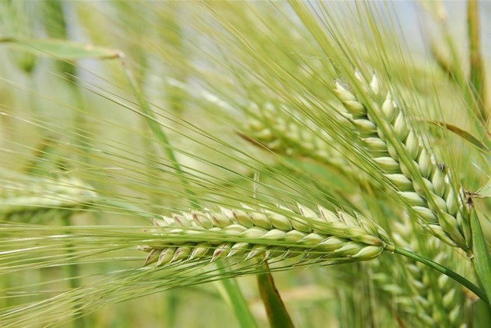 FAO Food Price Index remains unchanged for August