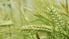 FAO Food Price Index remains unchanged for August