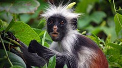Zanzibar Red Colobus, endemic to Tanzania. Image by by Hasin Shakur, GFDL 1.2,