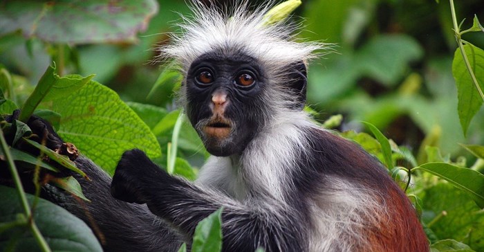 Zanzibar Red Colobus, endemic to Tanzania. Image by by Hasin Shakur, GFDL 1.2,