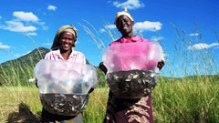 AfDB supports Cameroon livestock, fish farming with €84m loan