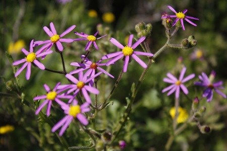 Here's to entering the West Coast way of living