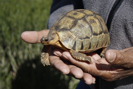 Here's to entering the West Coast way of living