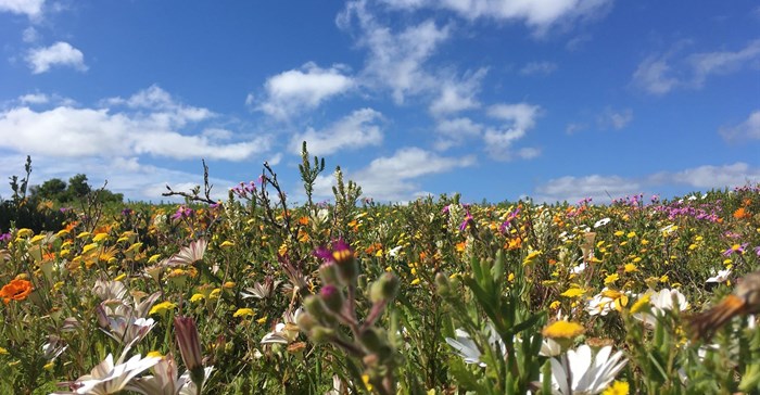 Here's to entering the West Coast way of living