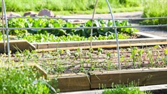 Achieving sustainable food security in South Africa