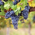 Boosting 2019 wine grape crop by applying best practices