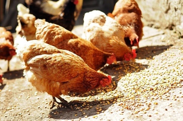 Rising poultry exports fuelling sales of poultry feed