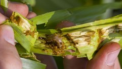 Global actions needed to combat fall armyworm