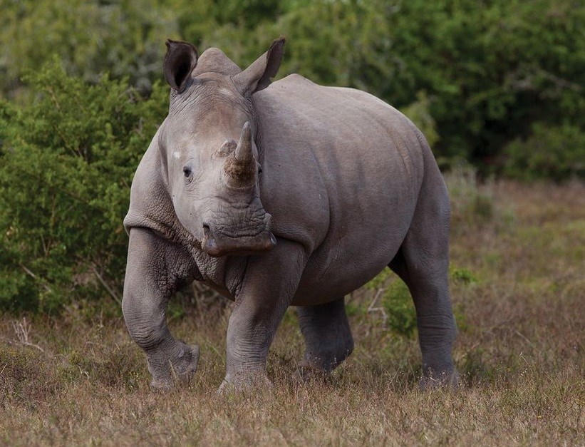 Born Free announces aviation plans to reduce poaching