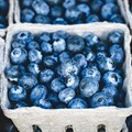 Sustainable blueberries, order of the day for tobacco farmers