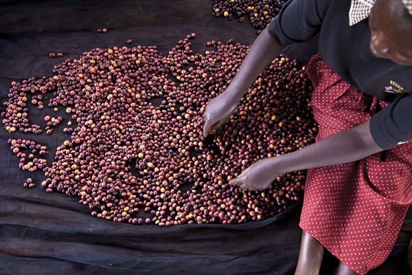 Cocoa farmer with beans (Cote d’Ivoire)