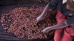 Mars makes progress on $1bn 'Sustainable in a Generation' plan