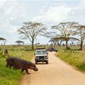 Tanzania tour operators demand new tourism policy