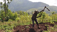 Study in Ethiopia links healthy soils to more nutritious cereals