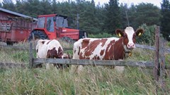 #WNFCapeTown digests animal nutrition issues