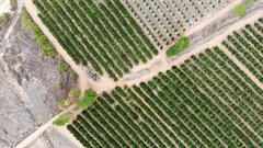 #FutureofFarming: Aerobotics launches new agritech innovations to combat pest, disease