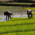 Rice fields in Madagascar. There is a project in the country to increase climate resilience in the rice sector. Shutterstock
