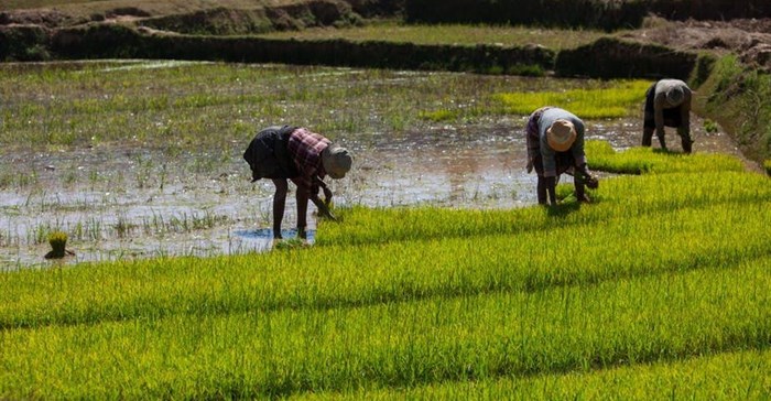 Rice fields in Madagascar. There is a project in the country to increase climate resilience in the rice sector. Shutterstock
