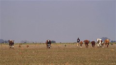 Farmer2Market programme unlocks market opportunities for small farmers