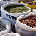 Addressing Nigeria's insignificant contribution to global seed trade
