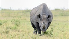 Communities urged to help fight rhino poaching