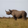 Black rhino carcasses found in Zakouma National Park