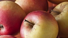 Tweaking just a few genes in wild plants can create new food crops