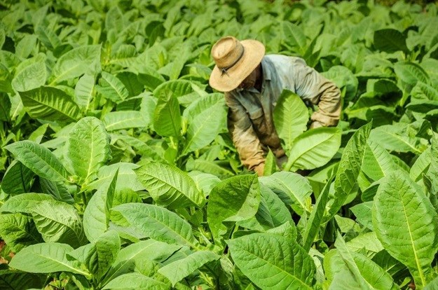 Labourer working on a tobacco farm<p>© Marcin Jucha –