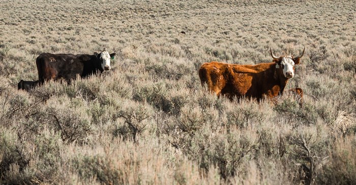 Cattle grazing on public lands near Steens Mountain, Oregon. ,