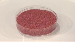Meat grown from cells: companies clamour to put it on your plate