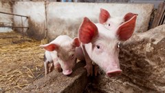 FAO, IIAD launch new African veterinarian training programme