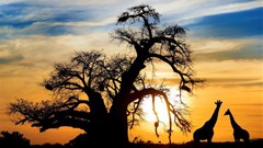 NW calls for closer tourism ties with Botswana