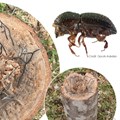 The spread of shot hole borer beetles in South Africa is proving tough to control