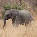 Call for comment on draft amendments for the management of elephants