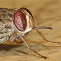 Zambezi Valley may soon be too hot for tsetse flies