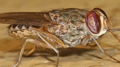 Zambezi Valley may soon be too hot for tsetse flies