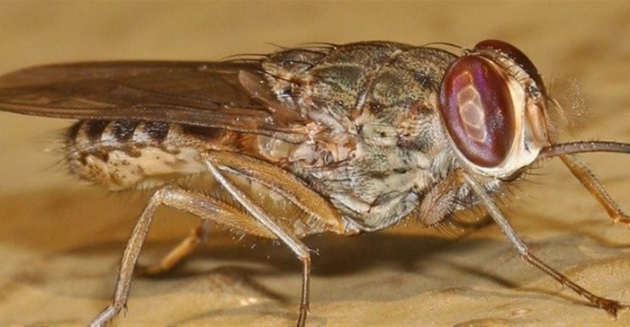 Zambezi Valley may soon be too hot for tsetse flies